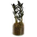 Arranjo em Vidro com Black Zamioculca (Planta da Fortu