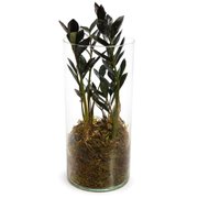 Arranjo em Vidro com Black Zamioculca (Planta da Fortu