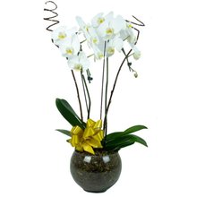 Orquídea Branca Grande em Vaso de Vidro 
