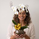 Orquídea Branca Grande em Vaso de Vidro 