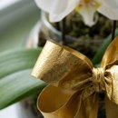 Orquídea Branca Grande em Vaso de Vidro 