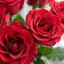 Buquê Luxo com 50 Rosas Vermelhas