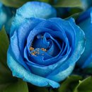 Buquê Aconchego com Rosas Azuis 