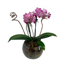 Orquidea Média  Vaso de Vidro Lilas 