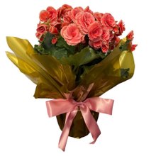 Begonia Rosa Grande 