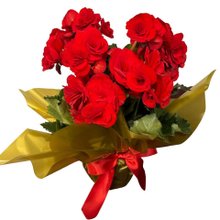Begonia Vermelha Grande 
