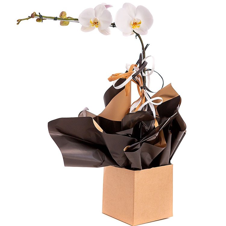 Orquídea Branca | Cestas Michelli