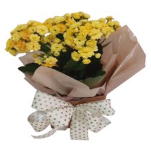 Lindo Kalandiva Cachepô