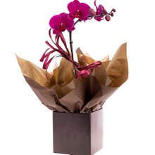 Orquídea Roxa
