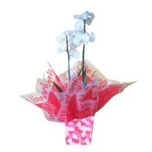 Orquídea Phalaenopsis Presente