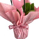 Mini Orquidea Plantada Rosa