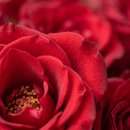 Buquê de 12 Rosas Apaixonada 