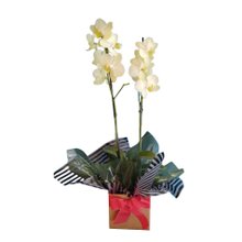 Orquidea Doce Beleza - Phalaenopsis