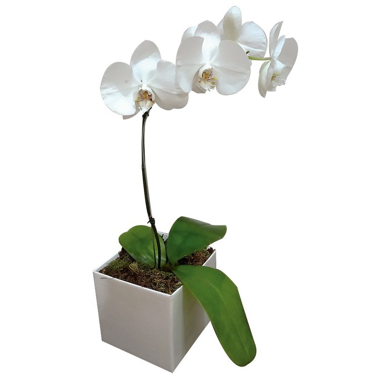 Orquídea Phalaenopsis Branca No Caxhepot | Cestas Michelli