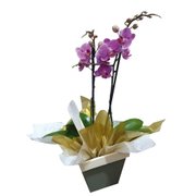 Orquídea Bela Amore