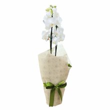 Mini Orquídea Orvalho da Manhã