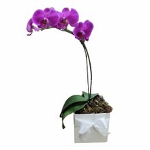 Orquídea Efeito amorosa