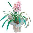 Orquídea Cymbidium Plantado 