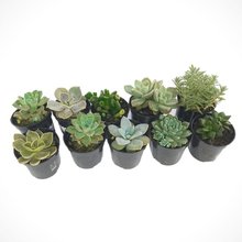 Dez Mini Suculentas Variadas