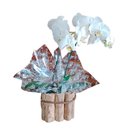 Orquídea Phaleanópolis Branca Duas Hastes