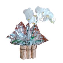 Orquídea Phaleanópolis Branca Duas Hastes