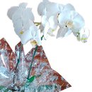 Orquídea Phaleanópolis Branca Duas Hastes