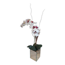 Orquídea  no Vaso Espelhado