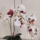 Orquídea  no Vaso Espelhado