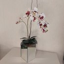 Orquídea  no Vaso Espelhado