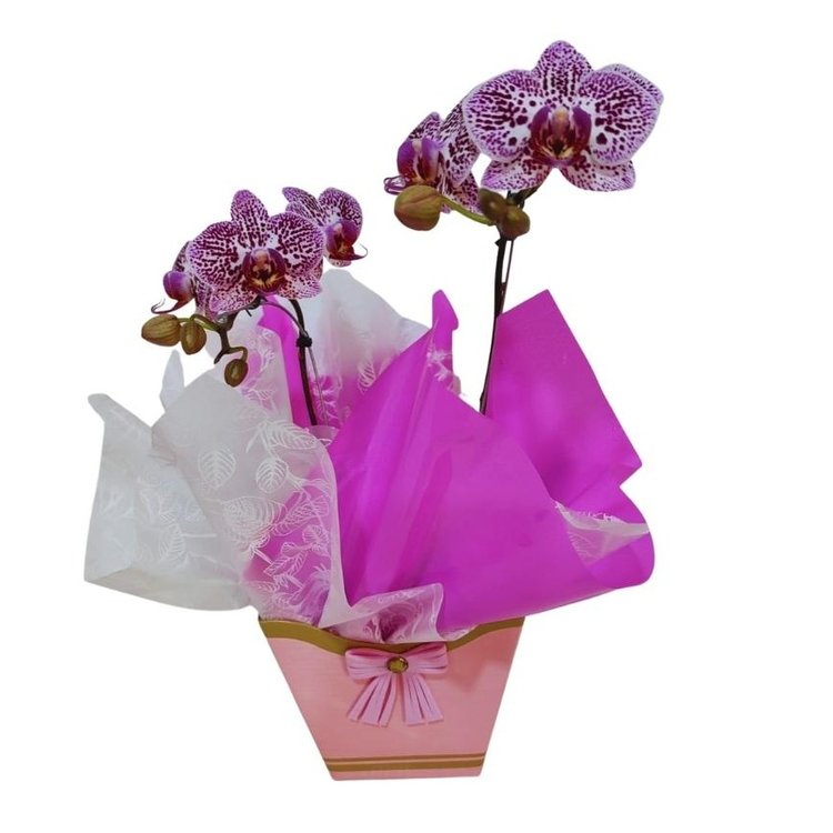 Mini Orquídea Lilás no Cachepô