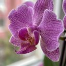 Mini Orquídea Lilás no Cachepô