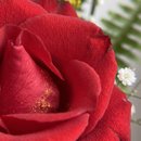 Duas Rosas Colombianas 