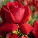 Bolha de Rosas Vermelhas