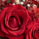Buquê com Rosas e Astromélias Vermelhas 