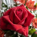Solitário de Rosa Vermelha