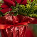 Solitários de Rosas Encantadoras 