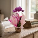 Orquídea Pink 