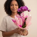 Orquídea Pink 