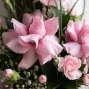 Cachepô de Rosas Cor de Rosas
