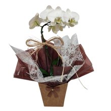 Carinho de Orquídea