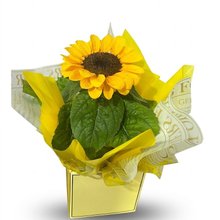 Girassol Plantado 