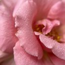 Cone de Rosa Colombiana (Rosa)