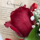Buquê 3 de Rosas (vermelhas)