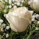 Lindo Buquê de 10 Rosas Brancas