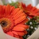 Buquê 3 Gerberas Laranjas
