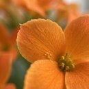 Caixote Amor de Mãe