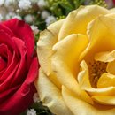 Buquê Meia Dúzia de Rosas Coloridas
