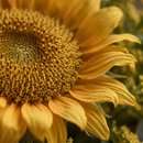 Ramalhete Sunflower