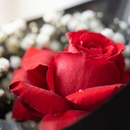 Elegante Rosa Colombiana