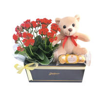 Surpresa Na Caixinha & Kalanchoe Vermelho 